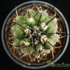 Collecion de Avonia