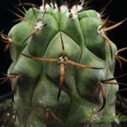 Collecion de Avonia