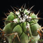 Collecion de Avonia