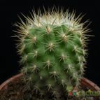Collecion de Avonia