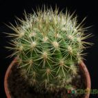 Collecion de Avonia