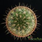 Collecion de Avonia
