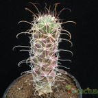 Collecion de Avonia