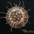 Collecion de Avonia
