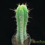 Collecion de Avonia
