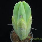 Collecion de Avonia