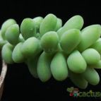 Collecion de Avonia