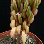 Collecion de Avonia