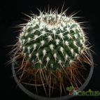 Collecion de Avonia