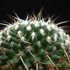 Collecion de Avonia