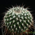 Collecion de Avonia
