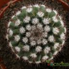 Collecion de Avonia