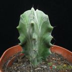 Collecion de Avonia
