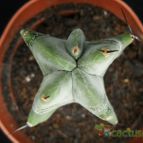 Collecion de Avonia