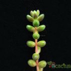 Collecion de Avonia