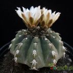 Collecion de Avonia