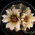 Collecion de Avonia