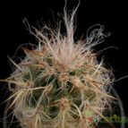Collecion de Avonia