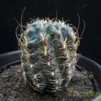 Collecion de Avonia