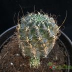 Collecion de Avonia