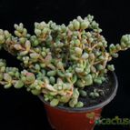 Collecion de Avonia