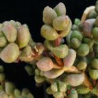 Collecion de Avonia