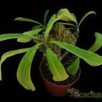 Collecion de Avonia