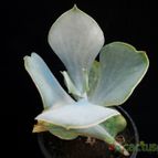 Collecion de Avonia
