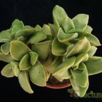 Collecion de Avonia