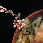 Collecion de Avonia