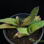 Collecion de Avonia