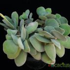 Collecion de Avonia