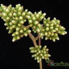 Collecion de Avonia