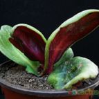 Collecion de Avonia