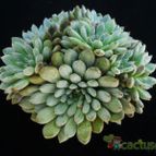 Collecion de Avonia