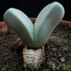 Collecion de Avonia