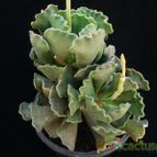 Collecion de Avonia