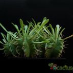 Collecion de Avonia
