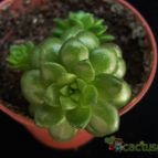 Collecion de Avonia