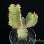 Collecion de Avonia