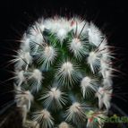 Collecion de Avonia