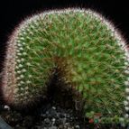 Collecion de Avonia
