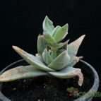 Collecion de Avonia