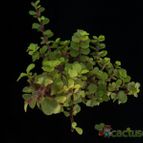 Collecion de Avonia