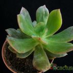 Collecion de Avonia