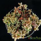 Collecion de Avonia