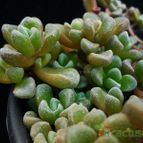 Collecion de Avonia