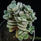 Collecion de Avonia