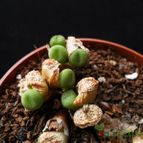 Collecion de Avonia