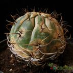 Collecion de Avonia